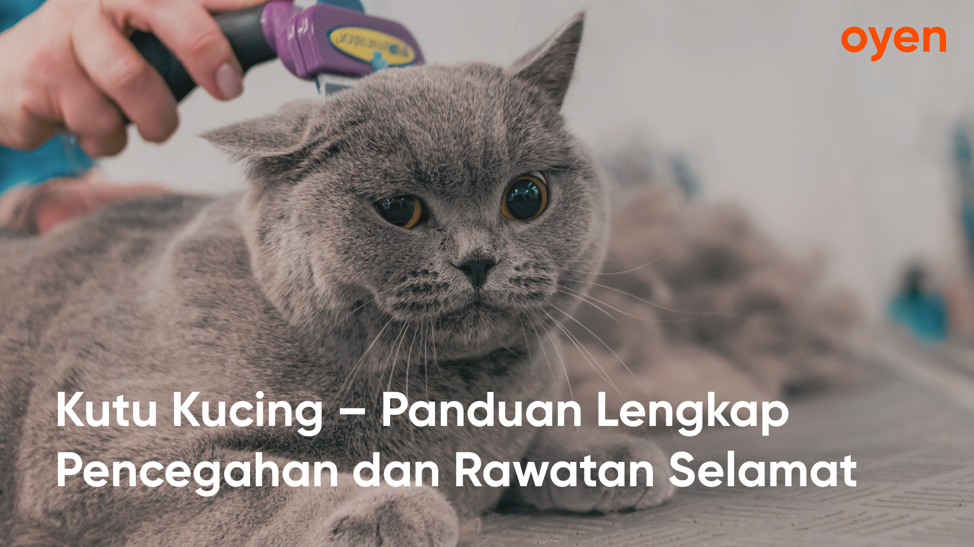 Oyen blog posts 