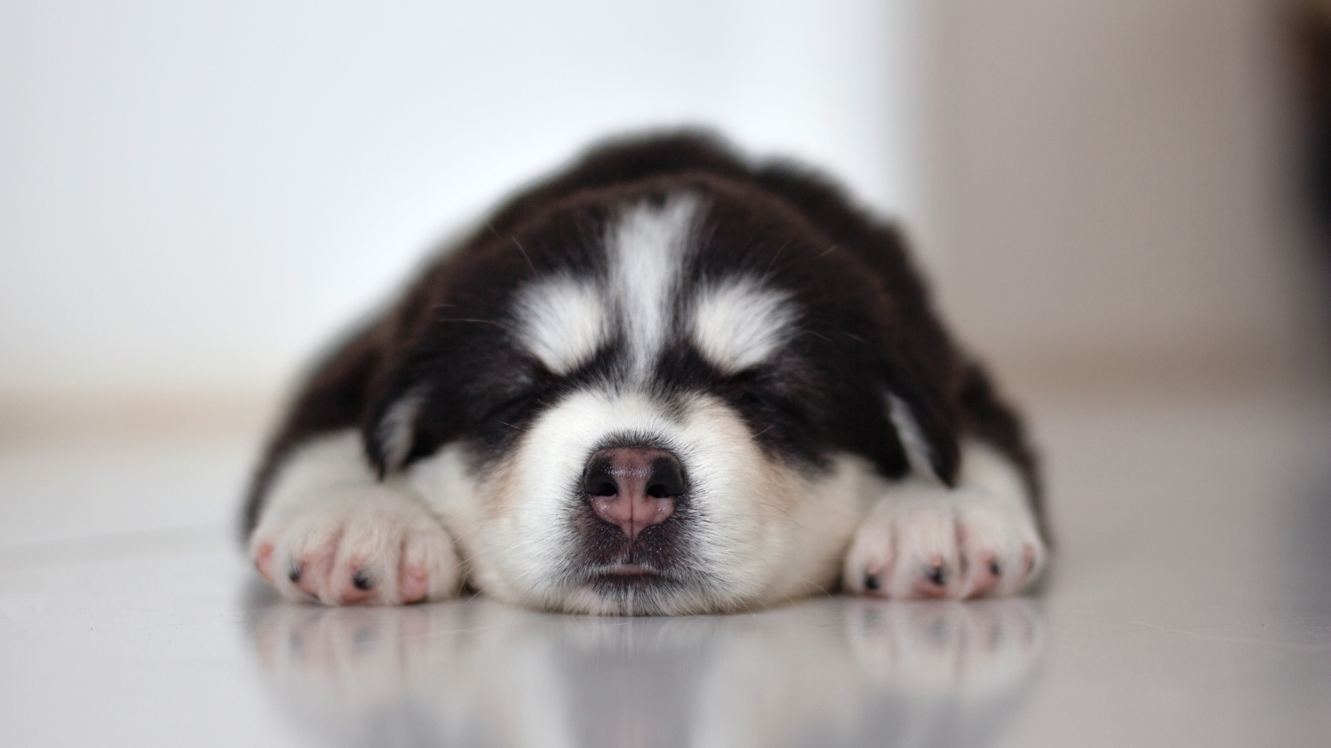 sick puppy at vet