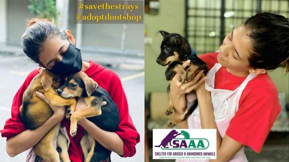 Oyen pet insurance Malaysia