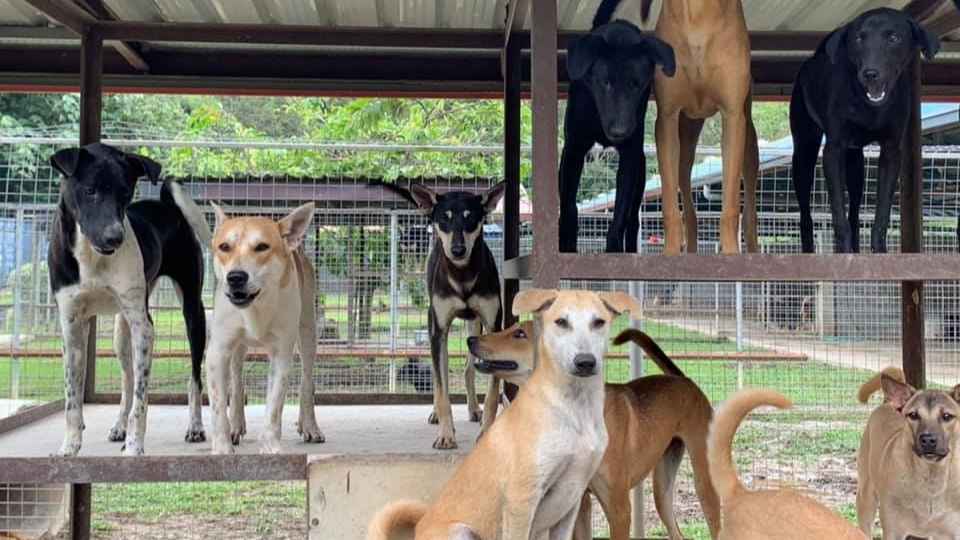 Oyen pet insurance Malaysia