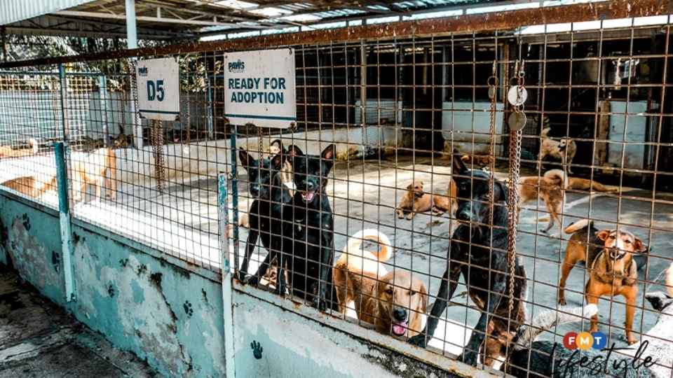 Oyen pet insurance Malaysia