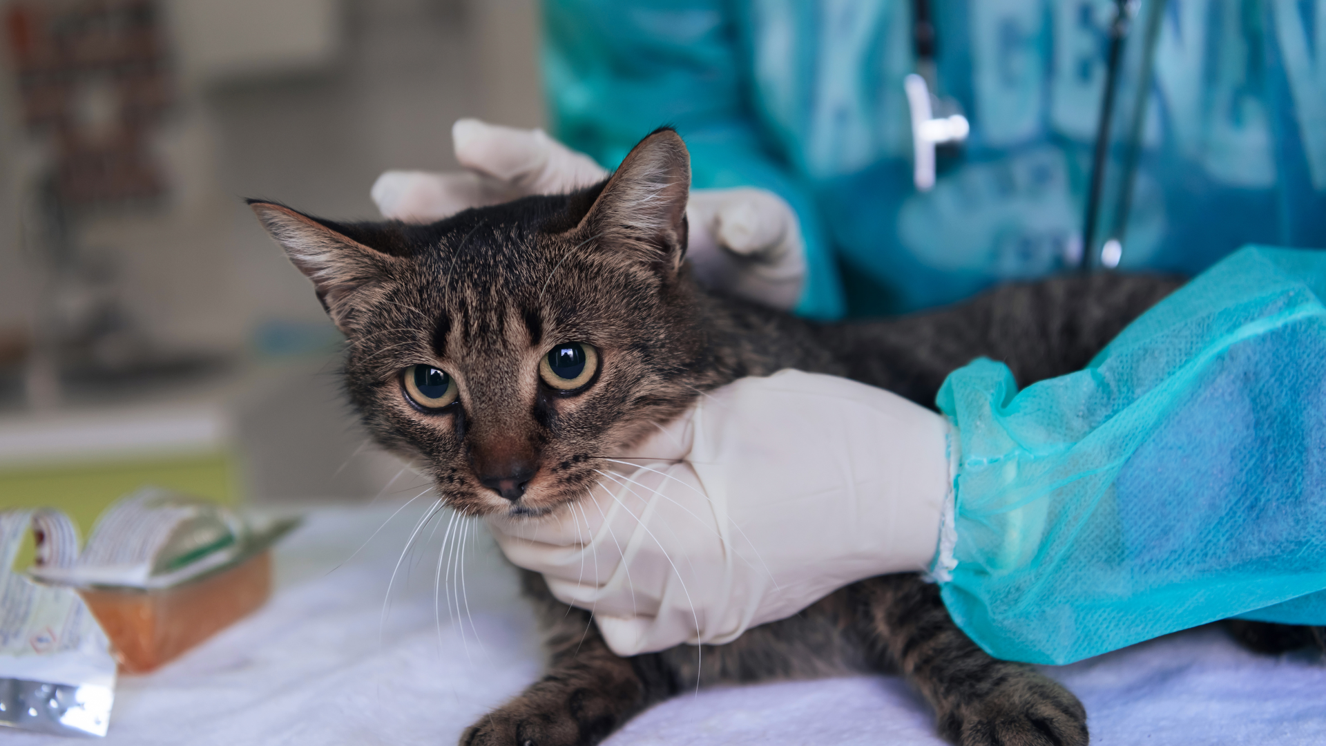 pet care information Malaysia