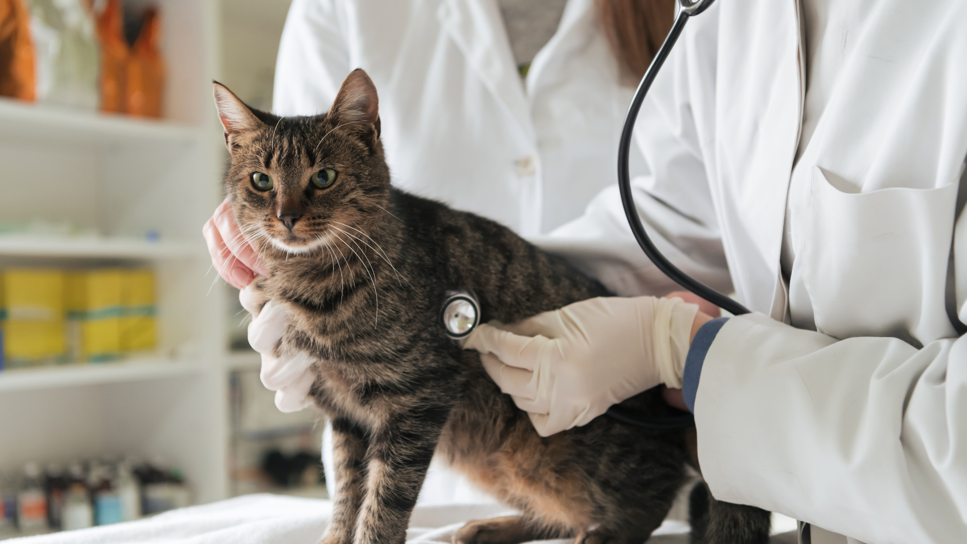 pet care information Malaysia