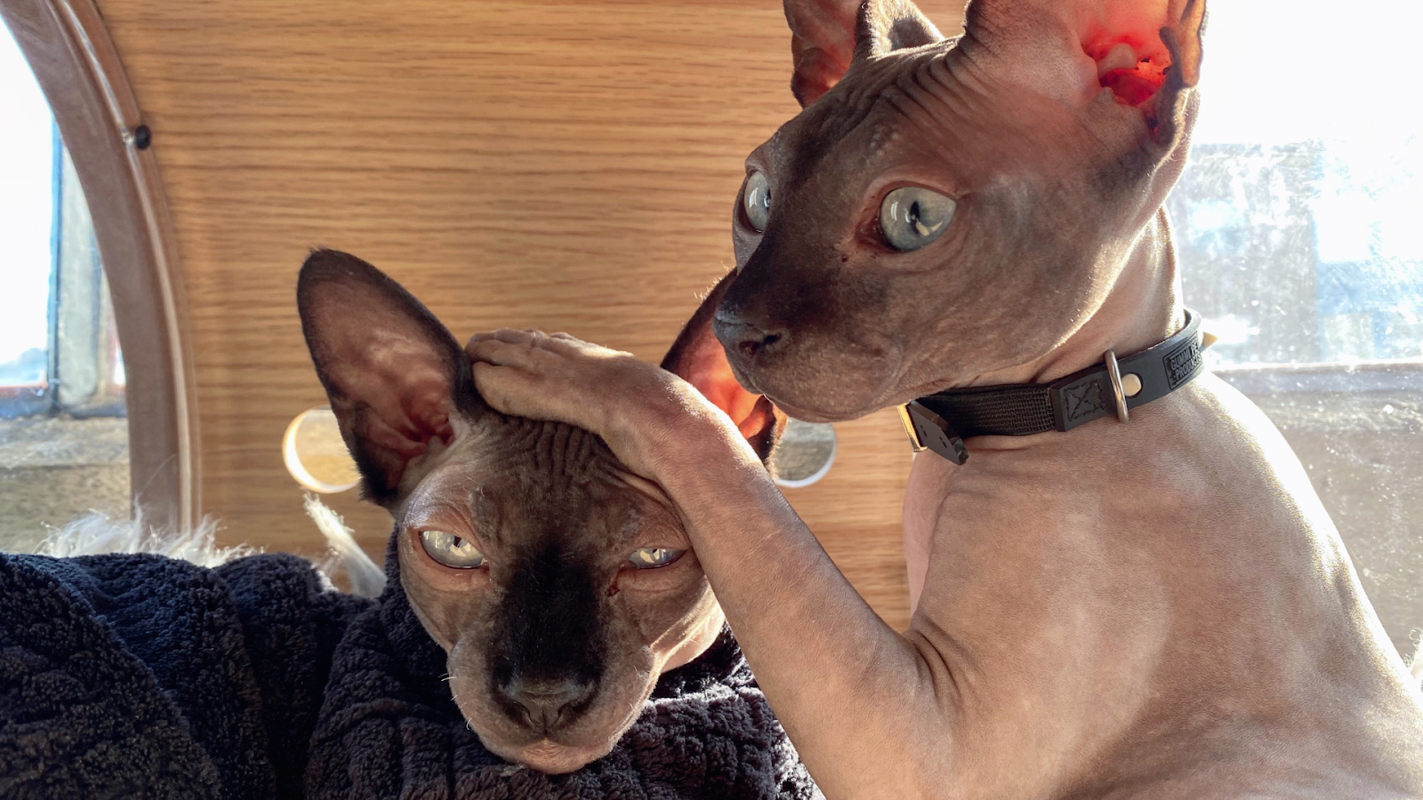 pet care information Malaysia