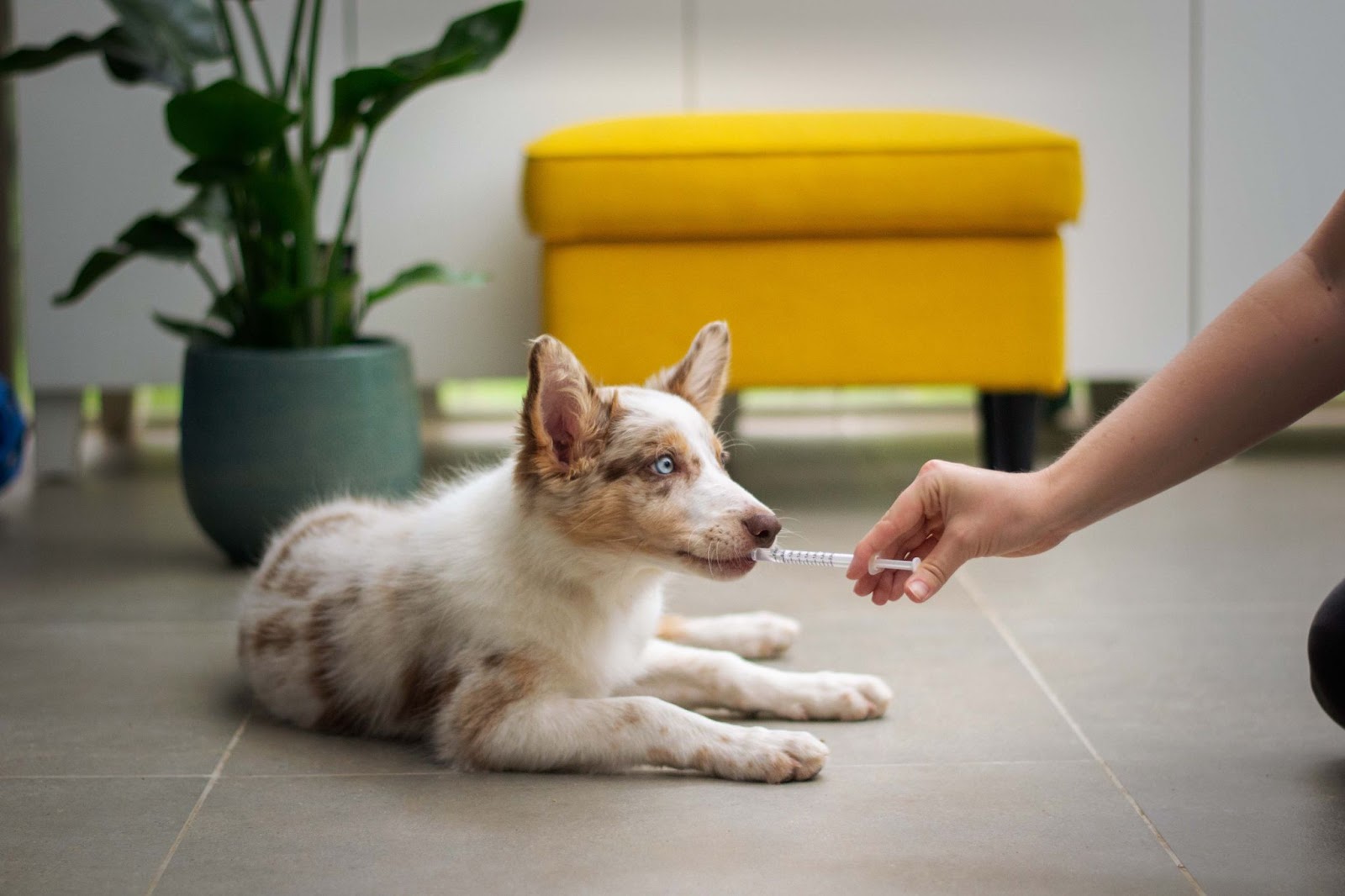 pet care information Malaysia