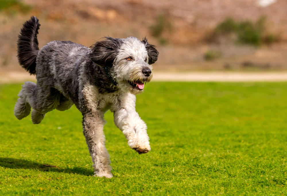 pet care information Malaysia