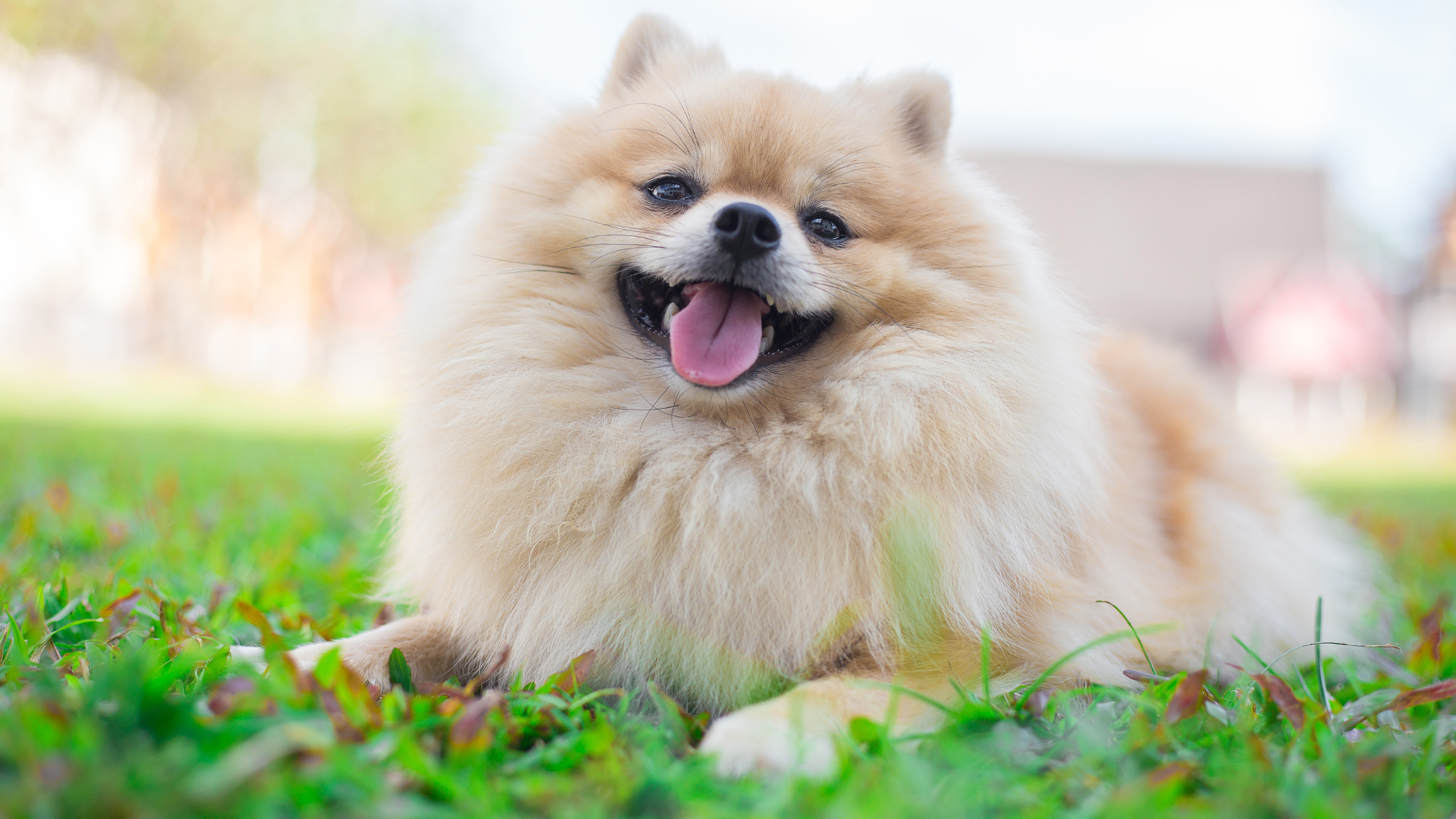 Pomeranians' life span