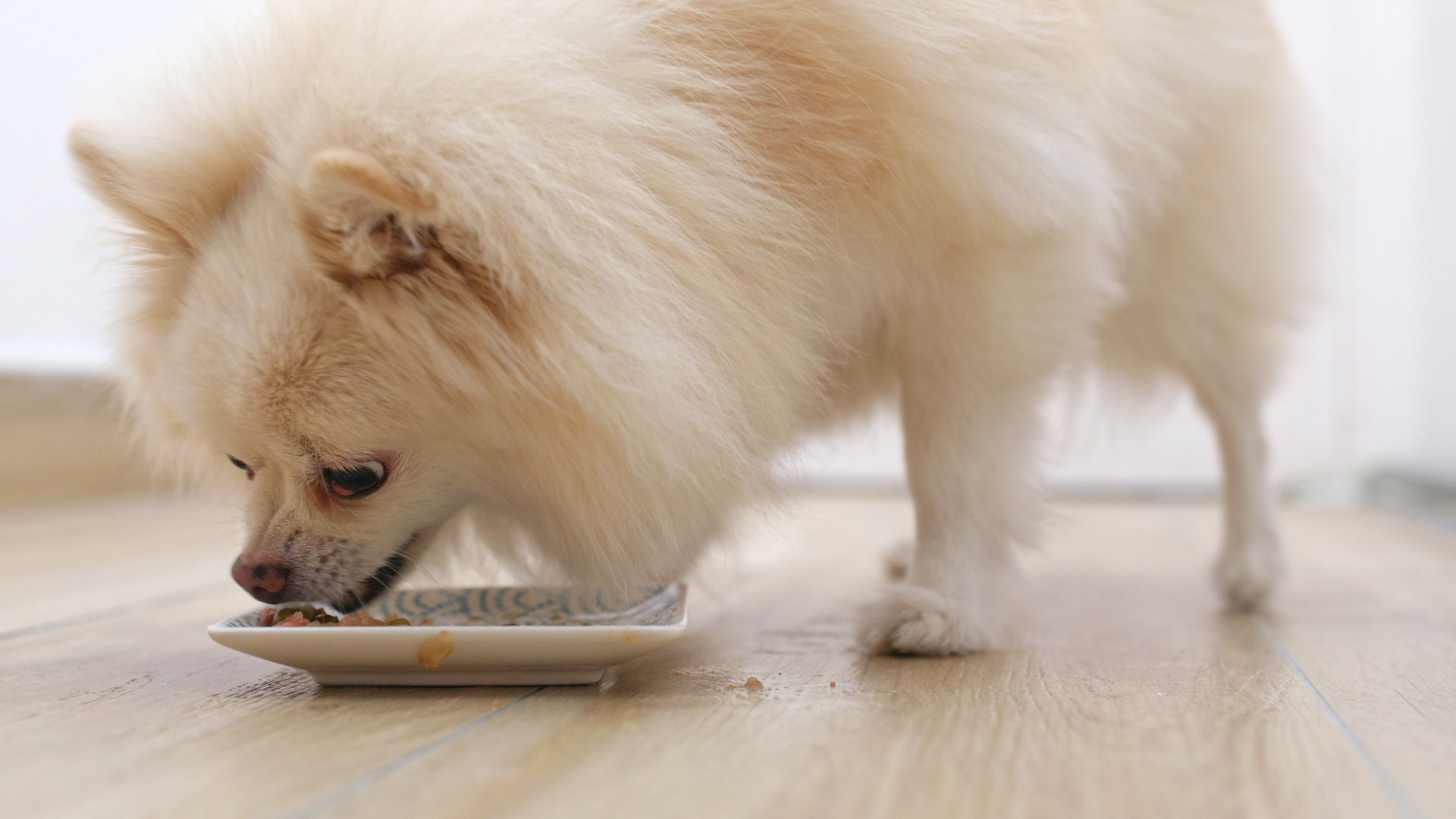 Can Pomeranians eat raw meat?