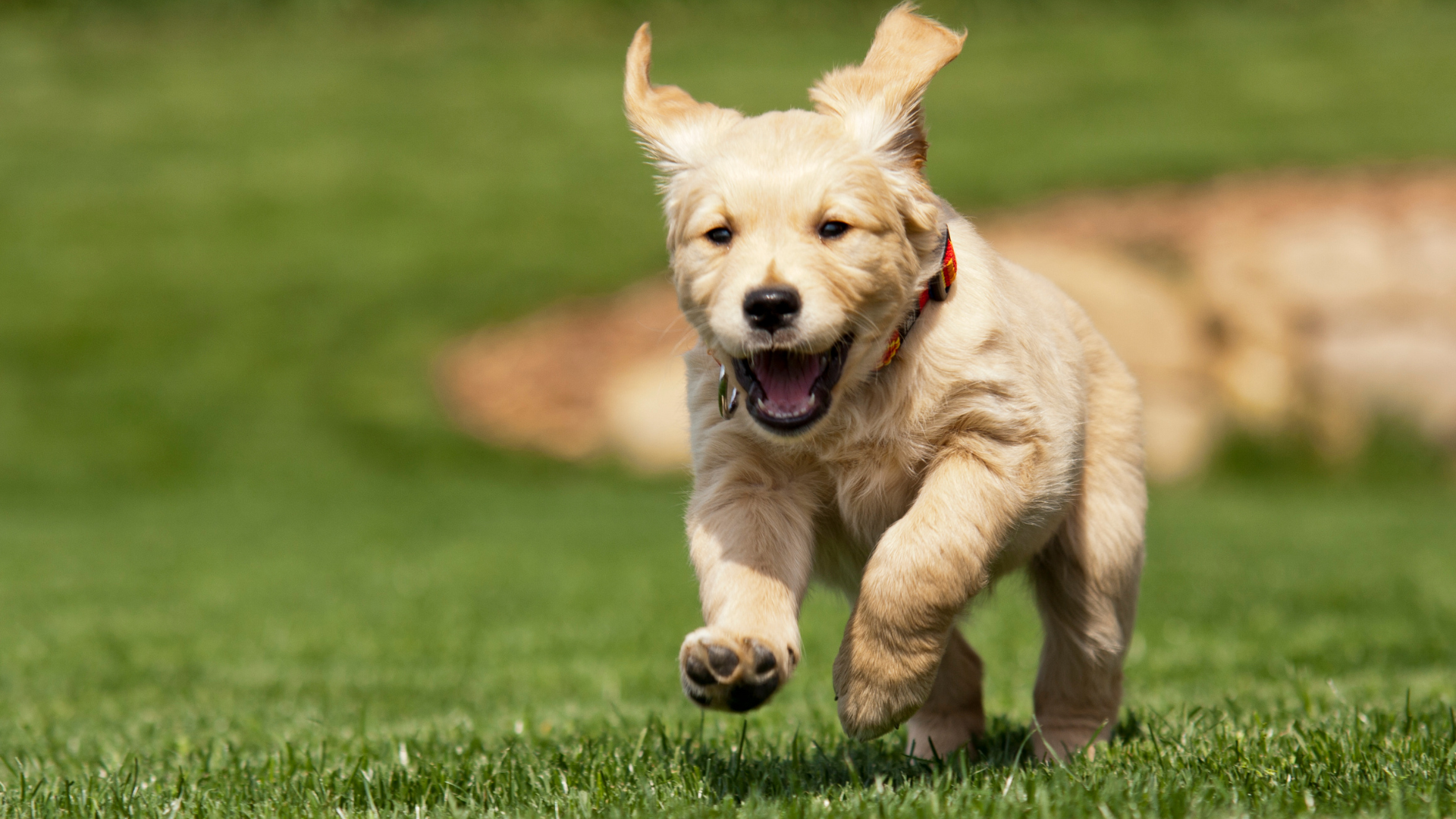 Buy golden retriever puppy in Malaysia