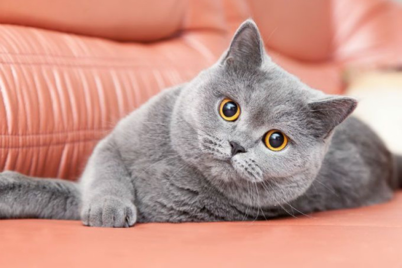 Nak bela baka British Shorthair? Ketahui 6 fakta mengenainya! - I-suke |  mStar