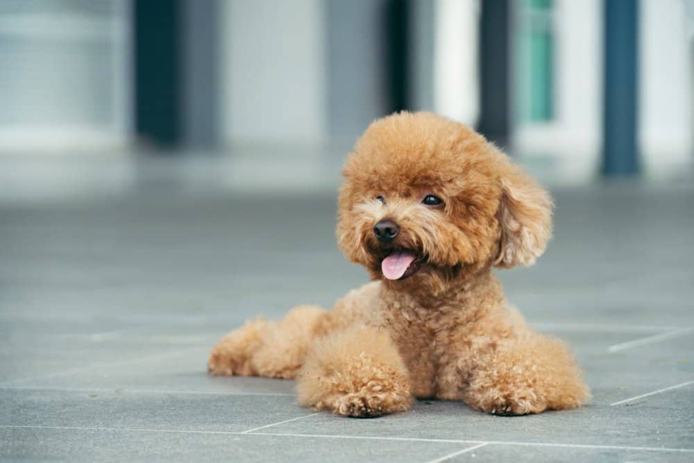 Toy Poodle vs Miniature Poodle vs Teacup Poodle - AZ Animals