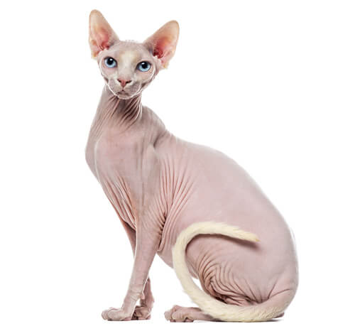 Sphynx Cat Breed Information | Purina
