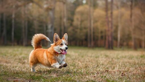 Welsh Corgi (Pembroke) Dog Breed Information | Purina