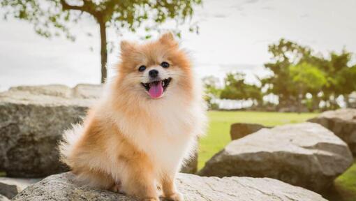 Pomeranian Dog Breed Information | Purina