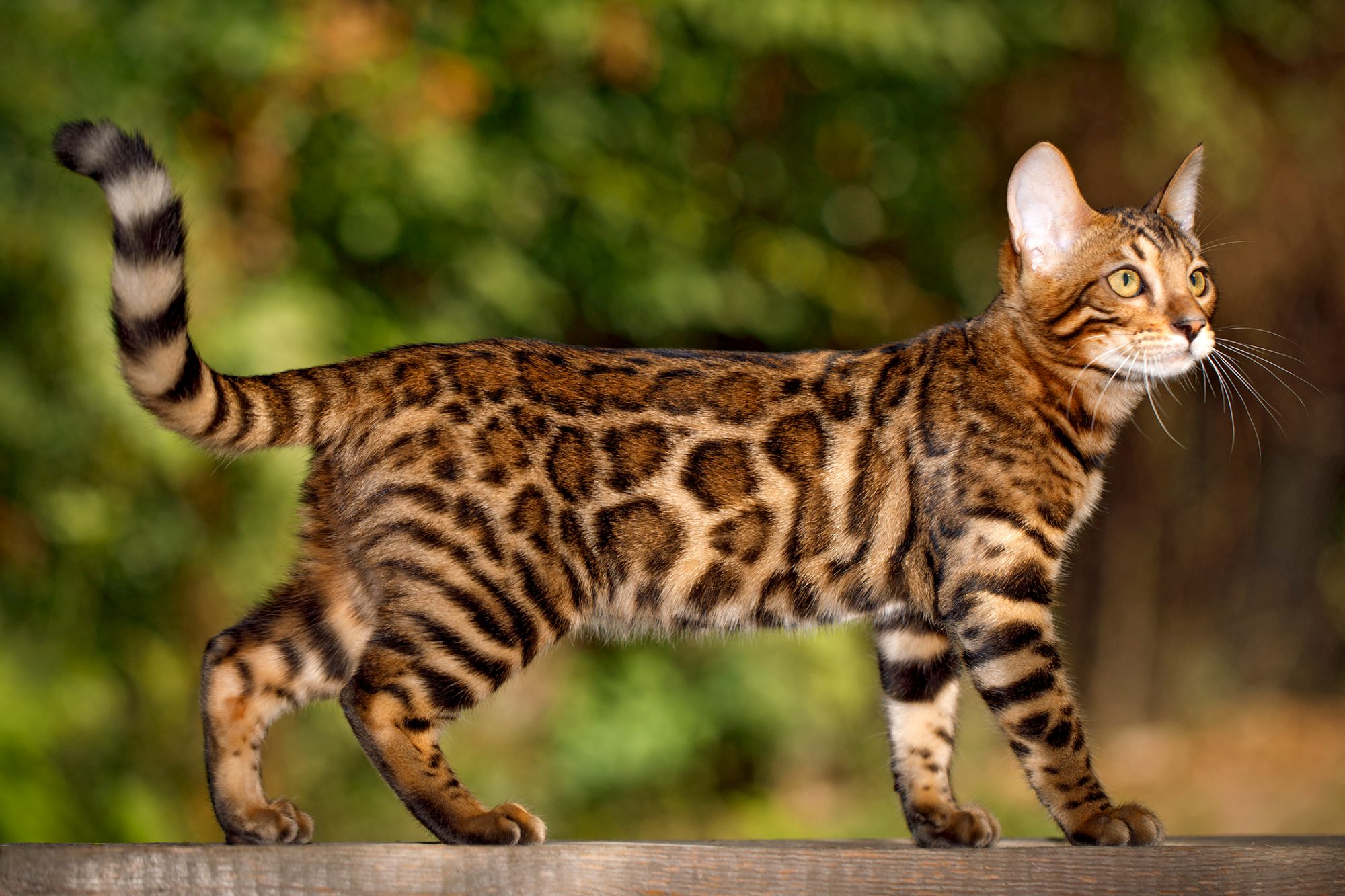 Bengal Cat Breed Information & Characteristics | Daily Paws