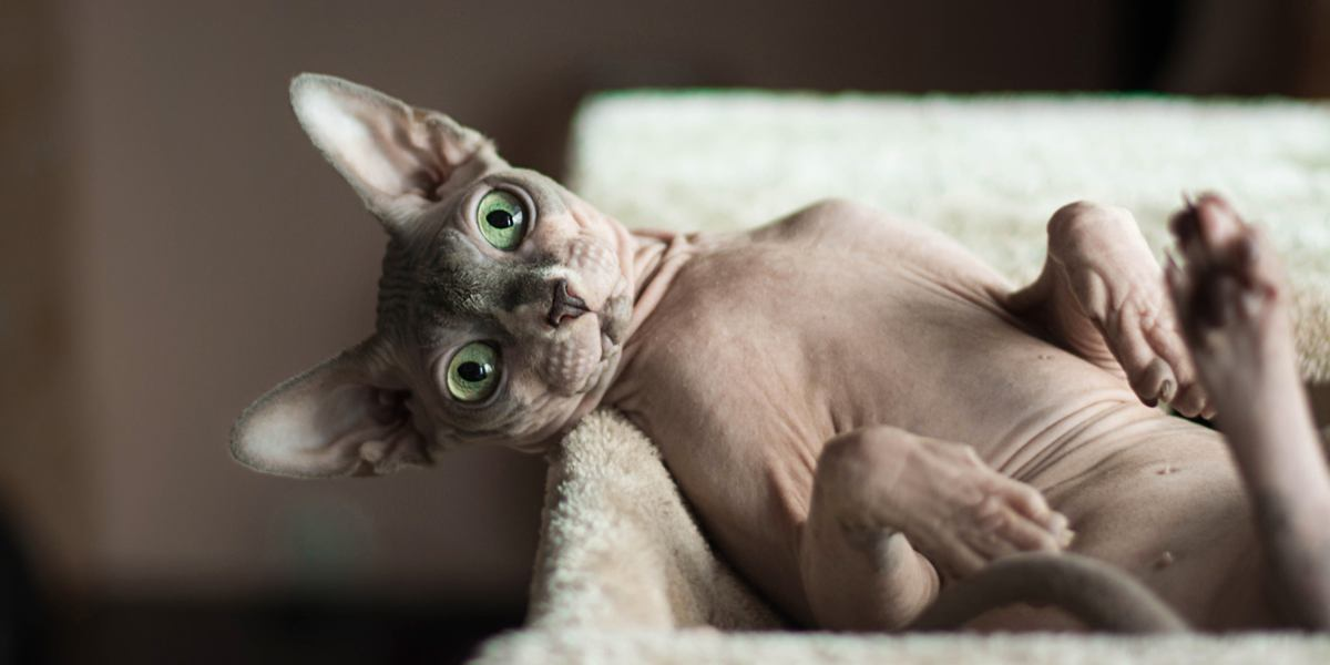 Sphynx's personality