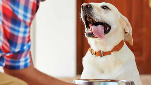 How to take care of Labradors
