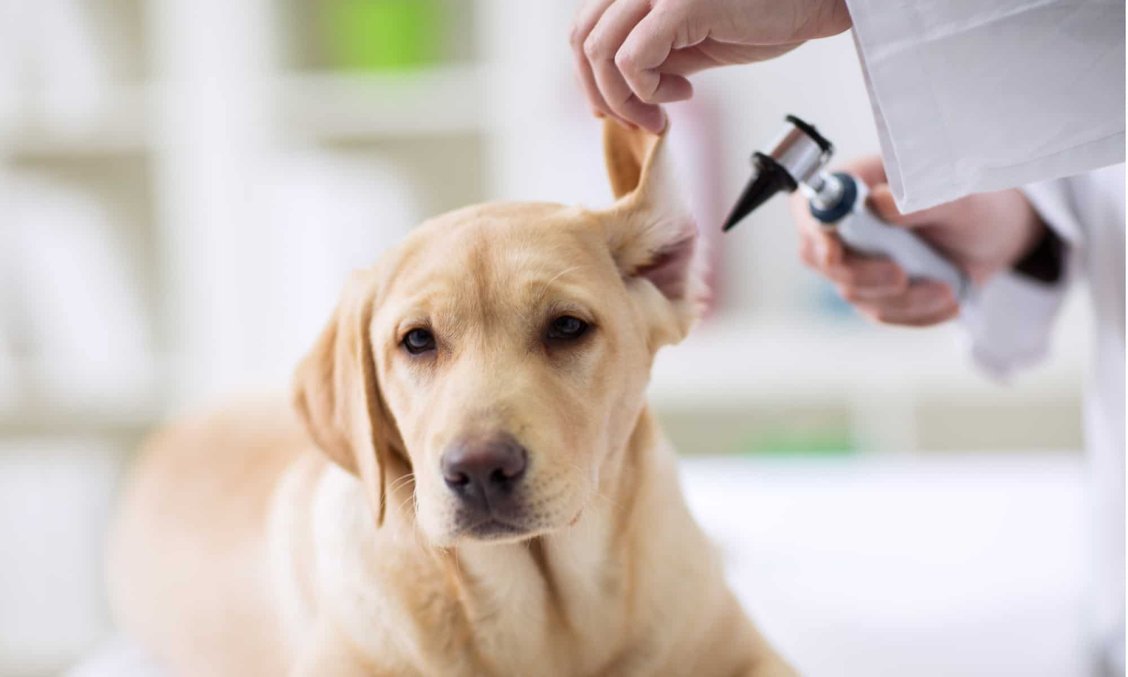 labradors and ear infection