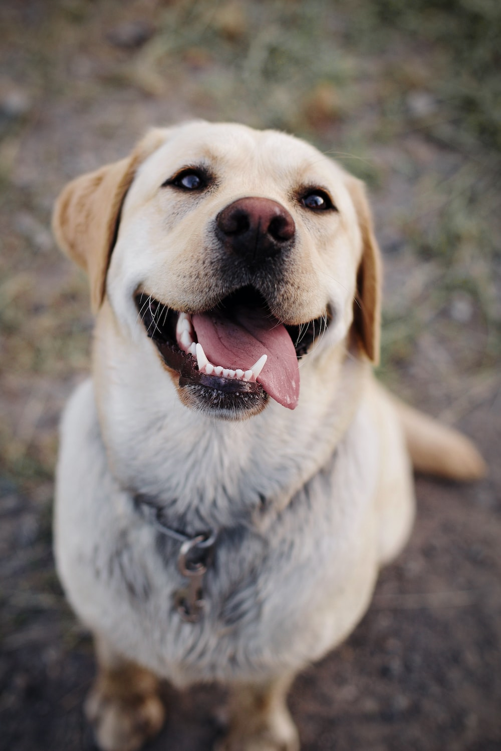 General info about Labradors
