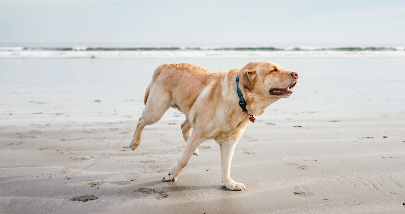 Labradors and joint conditions- hip dysplasia