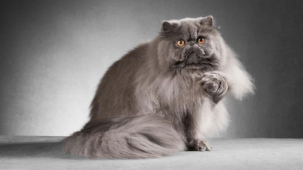Cost of Persian cats in Malaysia
