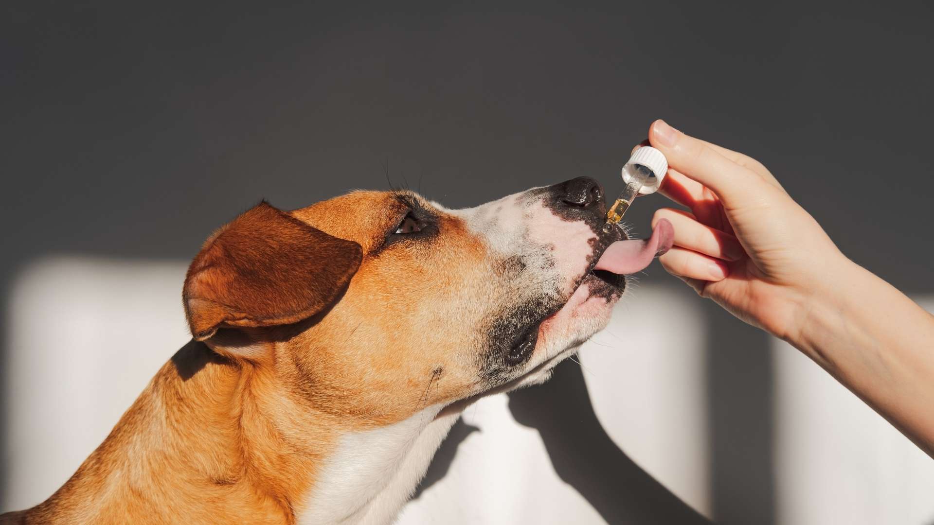 Best Dog Supplements in Malaysia