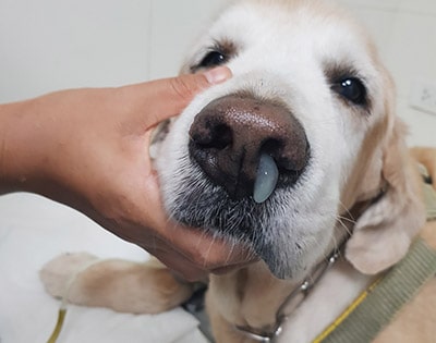 Common Malaysian dog disease Canine Distemper