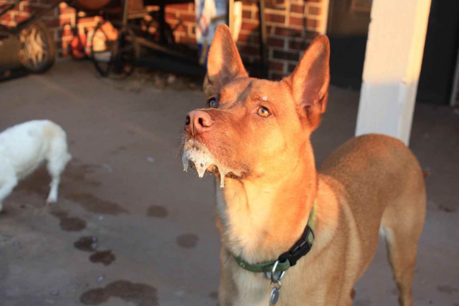 Rabies common dog disease in Malaysia