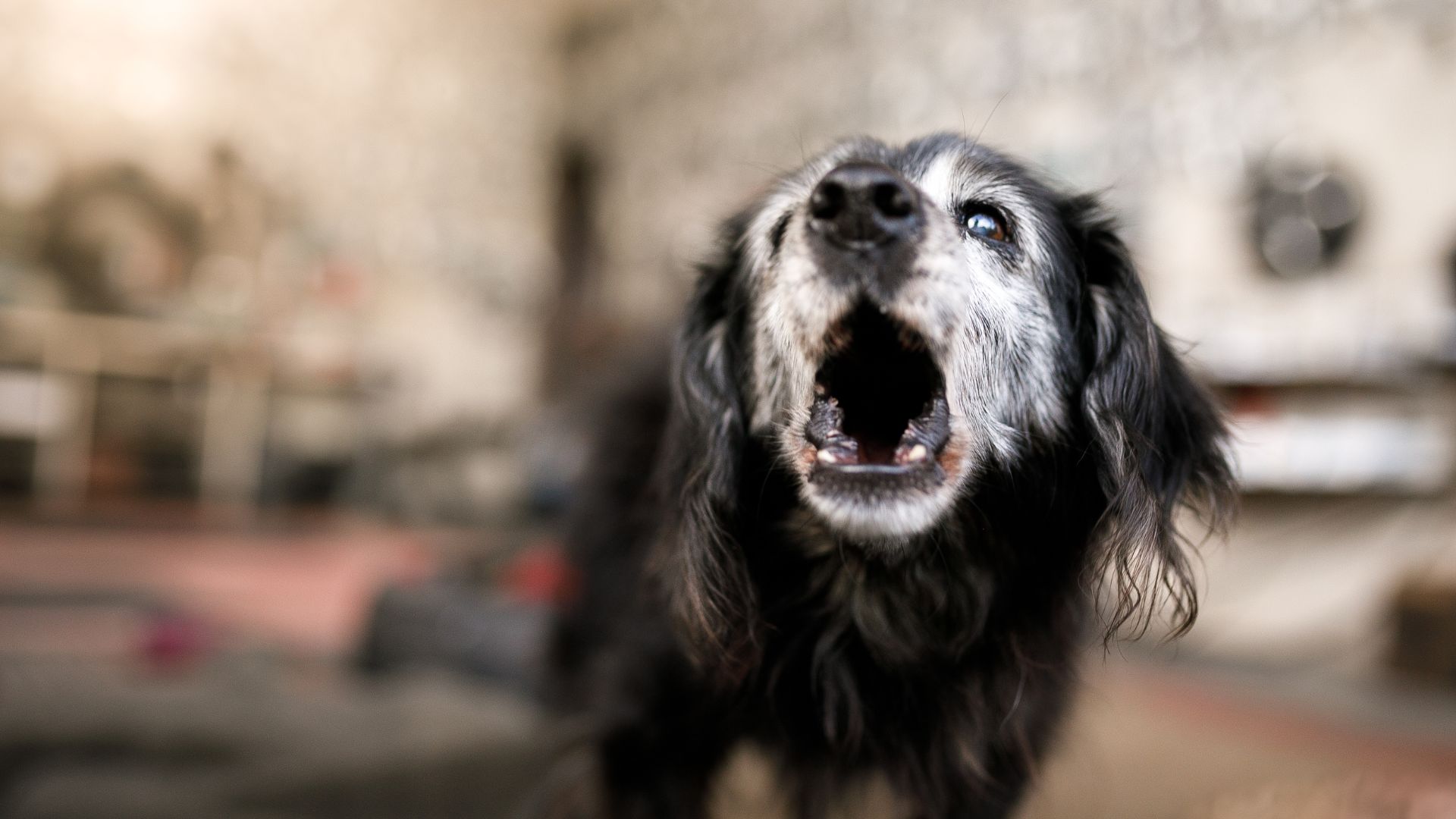 Coughing dog kennel cough common dog illness in Malaysia