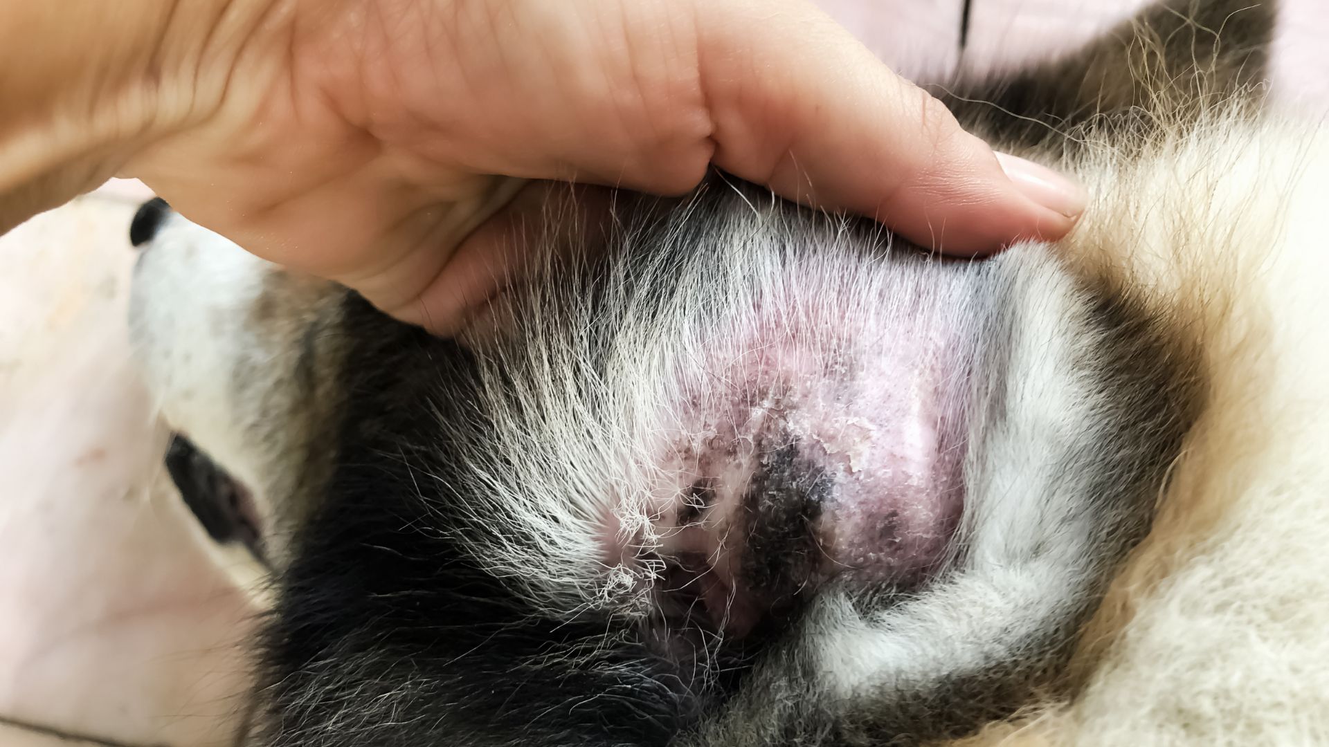 Ear infection common dog disease in Malaysia