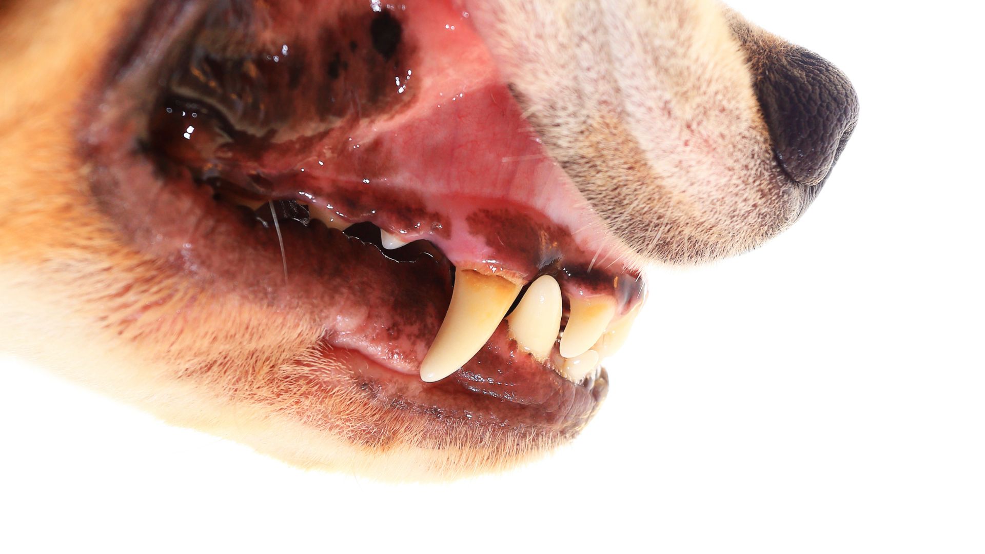 Why is it important to brush dog's teeth