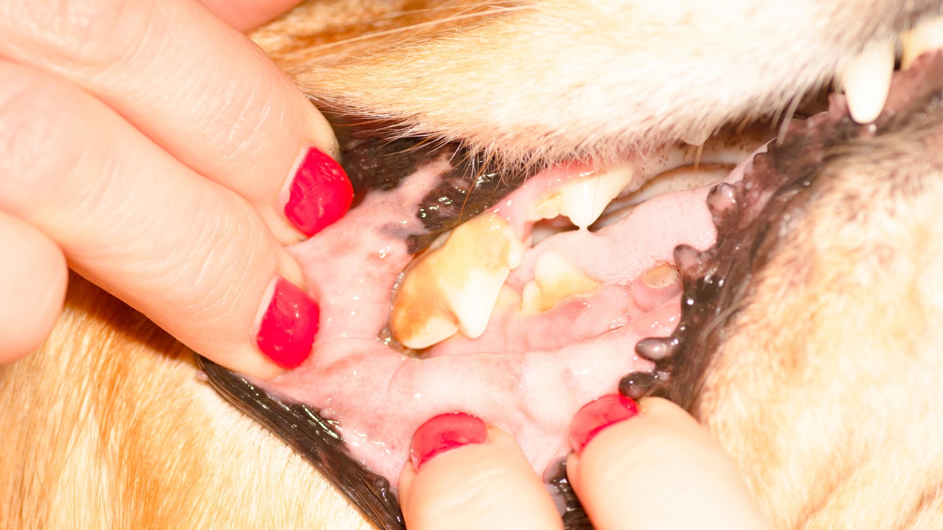 How does dog plaque and teeth tartar look like