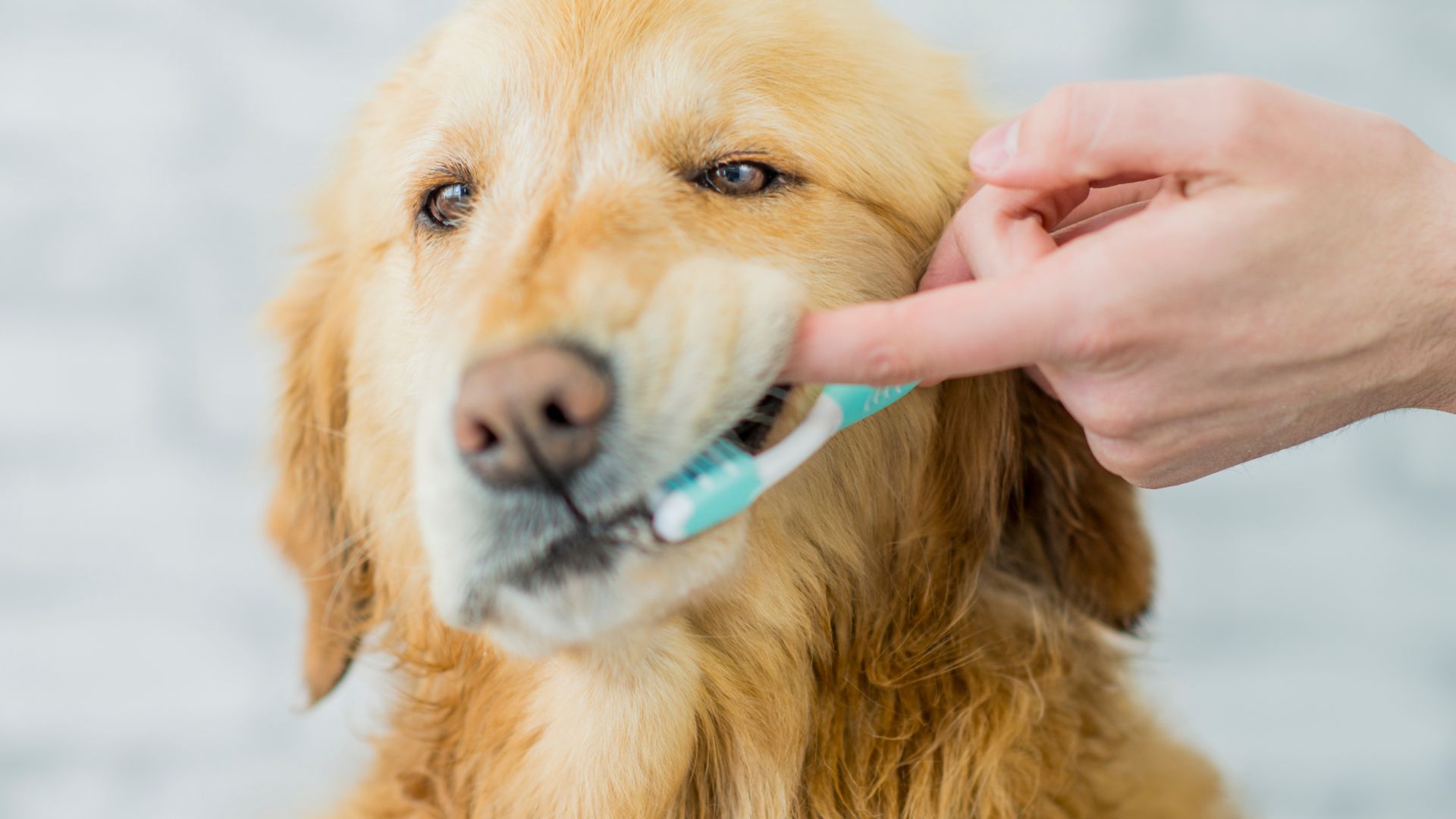 brush your dog's teeth at least two or three times a week