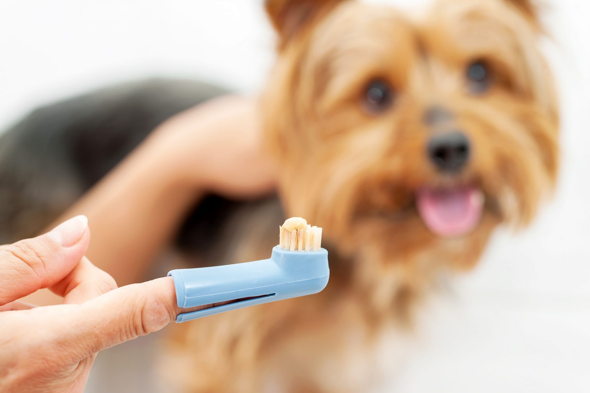 Best dog toothbrush