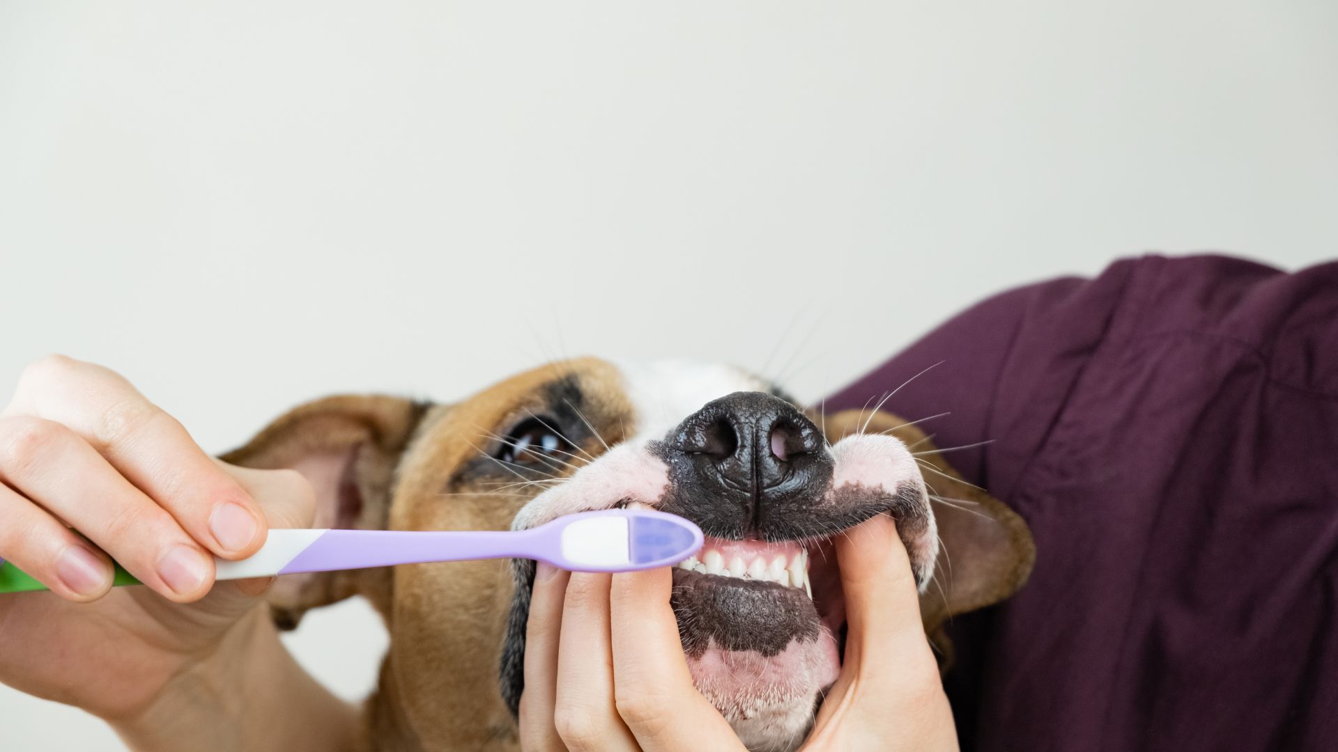 How to brush dog's teeth