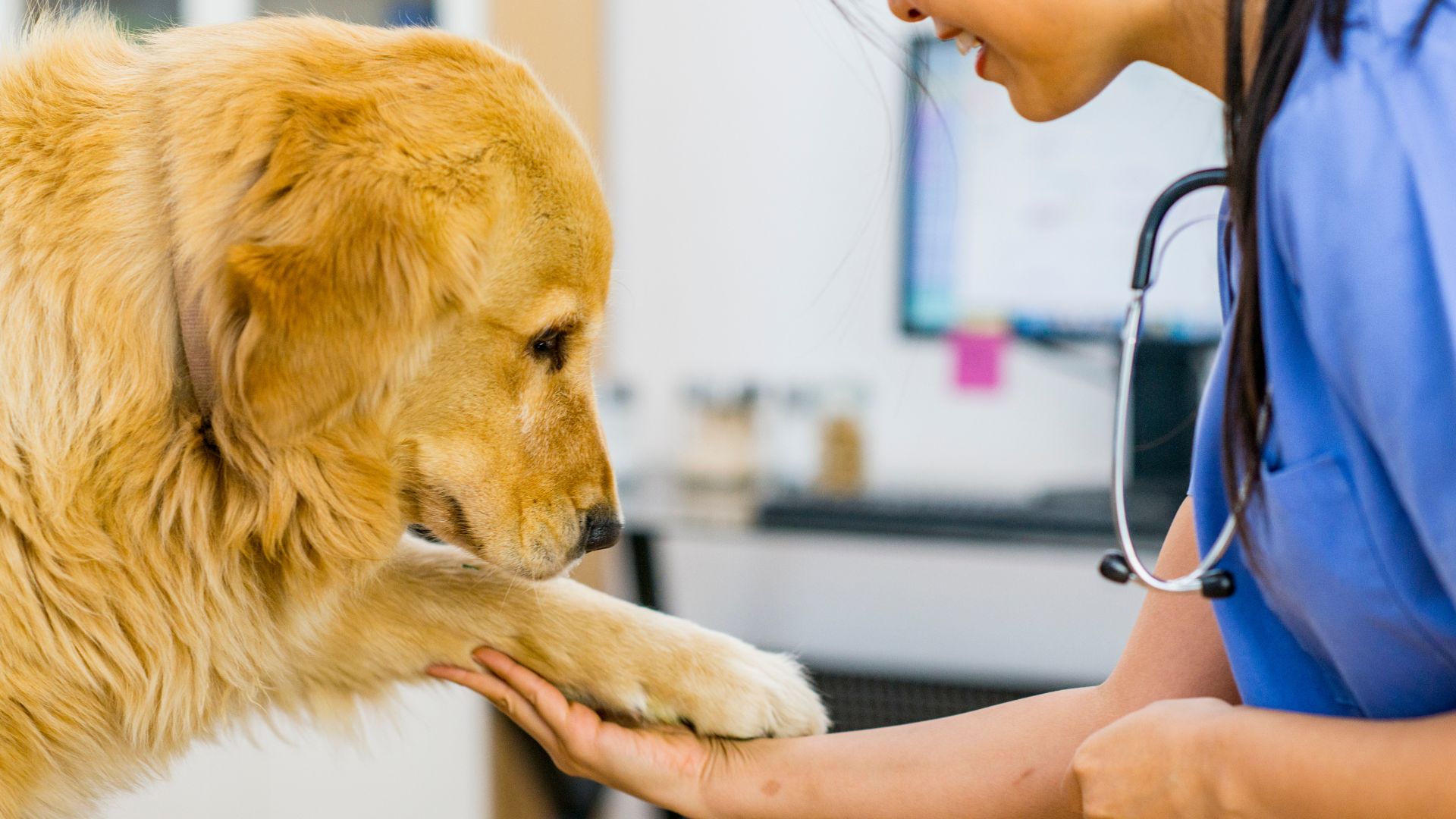 How long is a dog under anesthesia for teeth cleaning