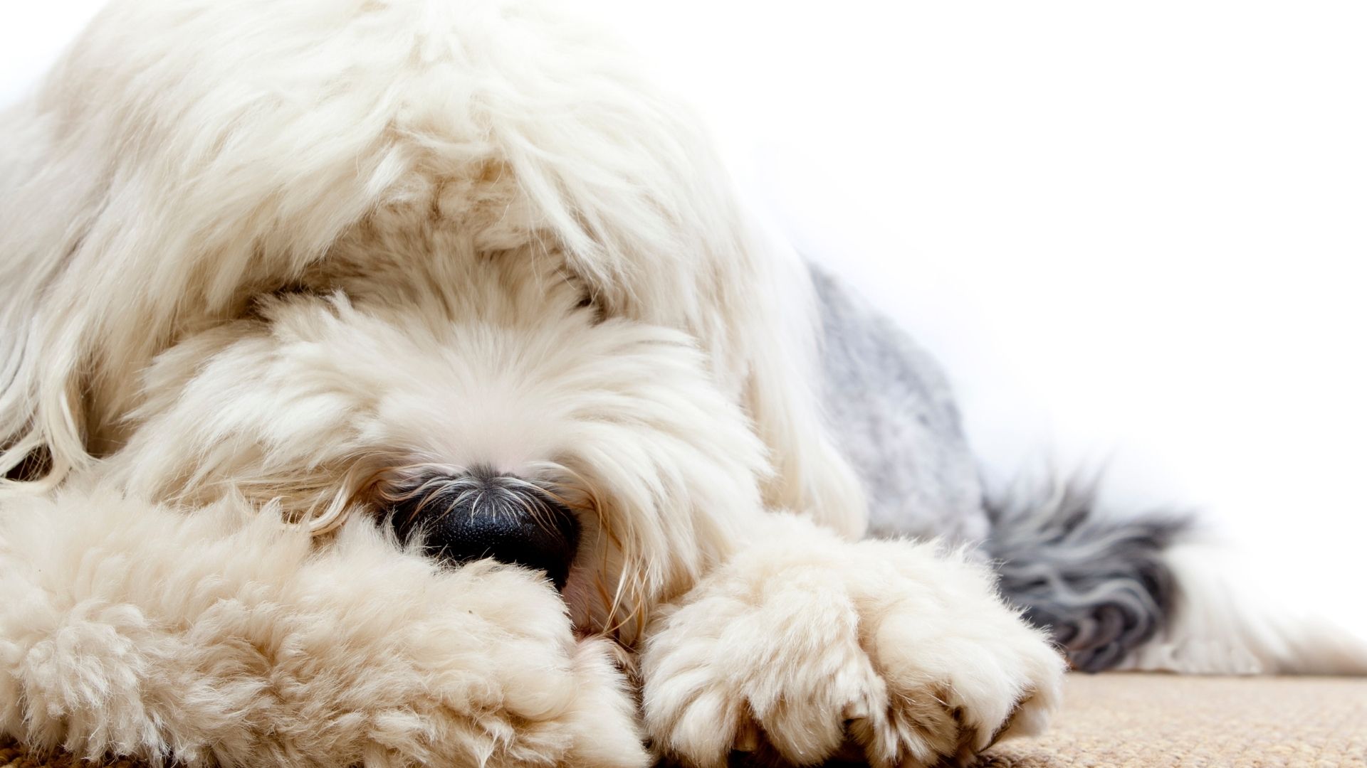 dog health care Malaysia