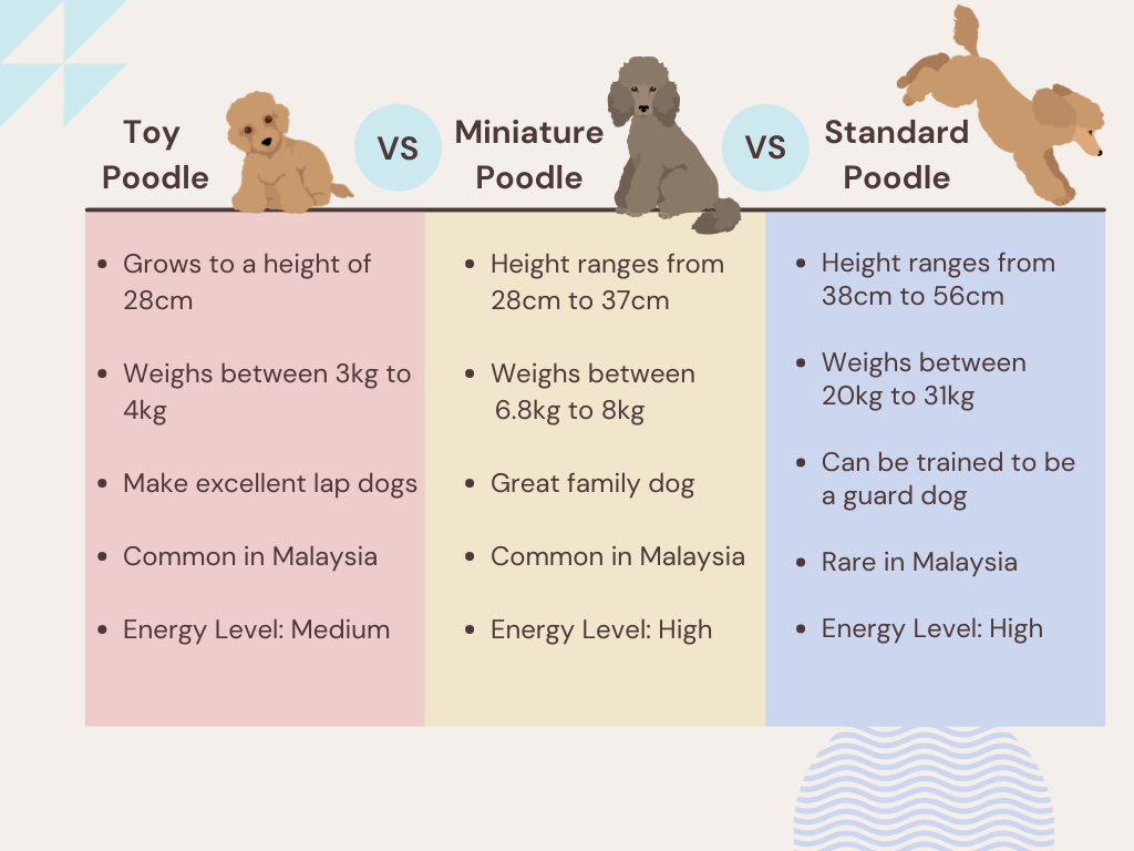 comparison of the different variations of poodle dogs