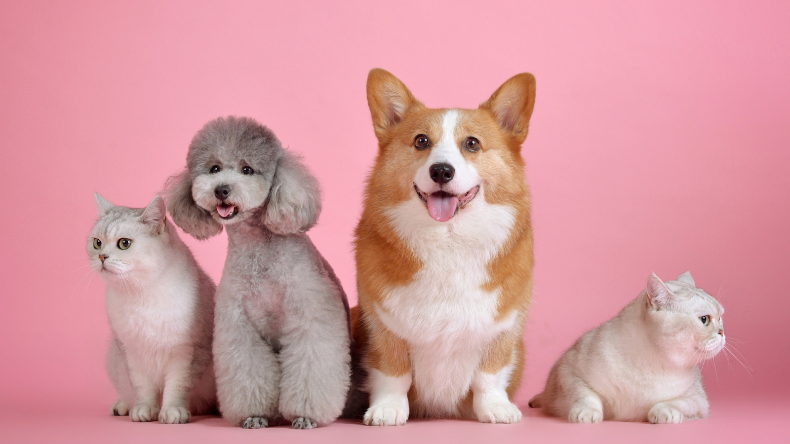 pet care information Malaysia