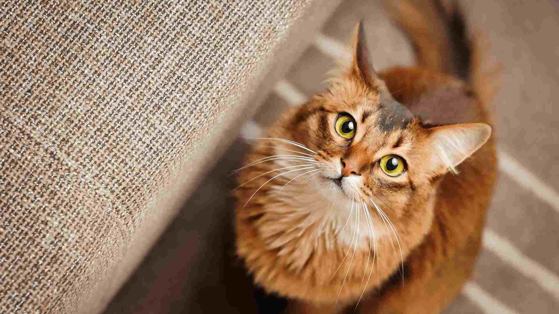 curious cat looking upwards