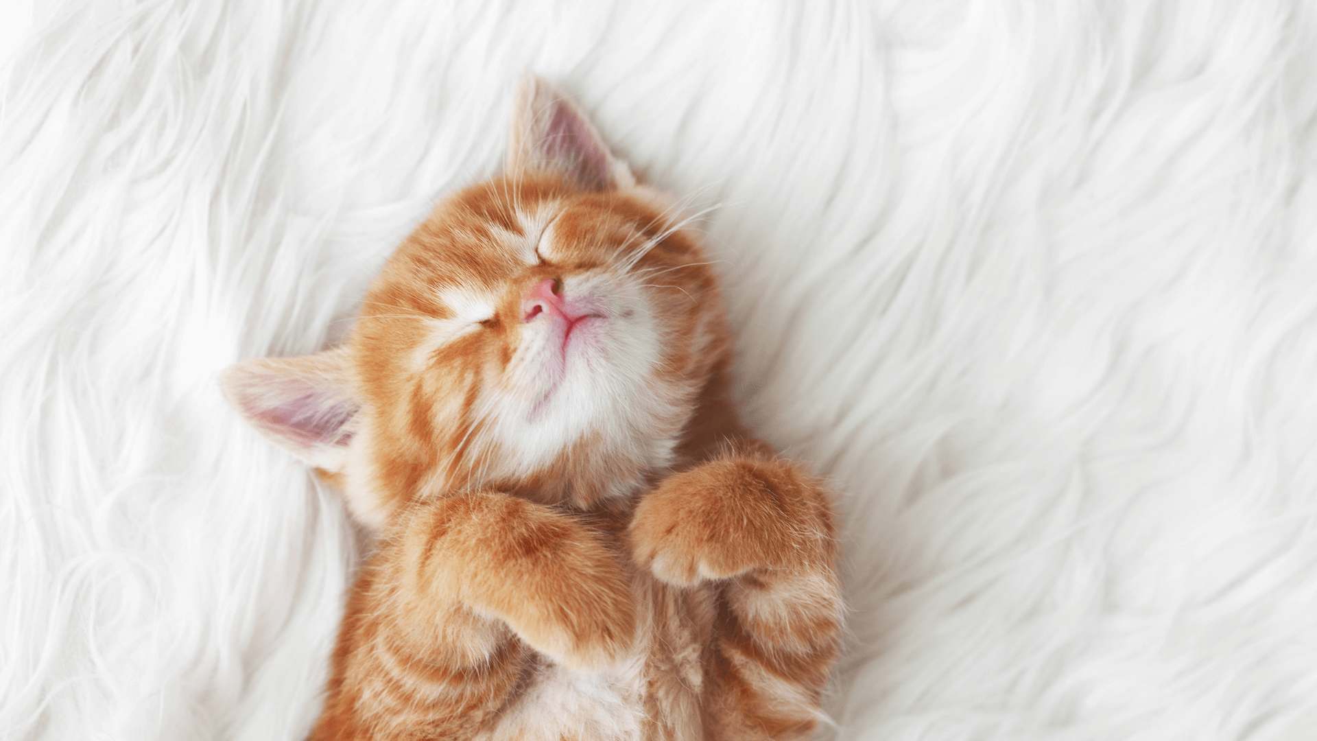 kitten sleeping cozily