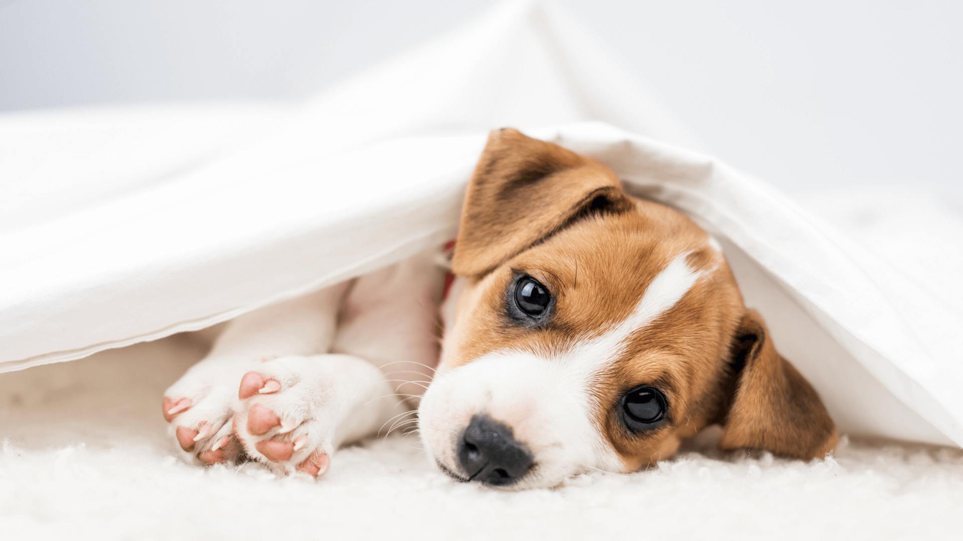 dog enjoying its sleep