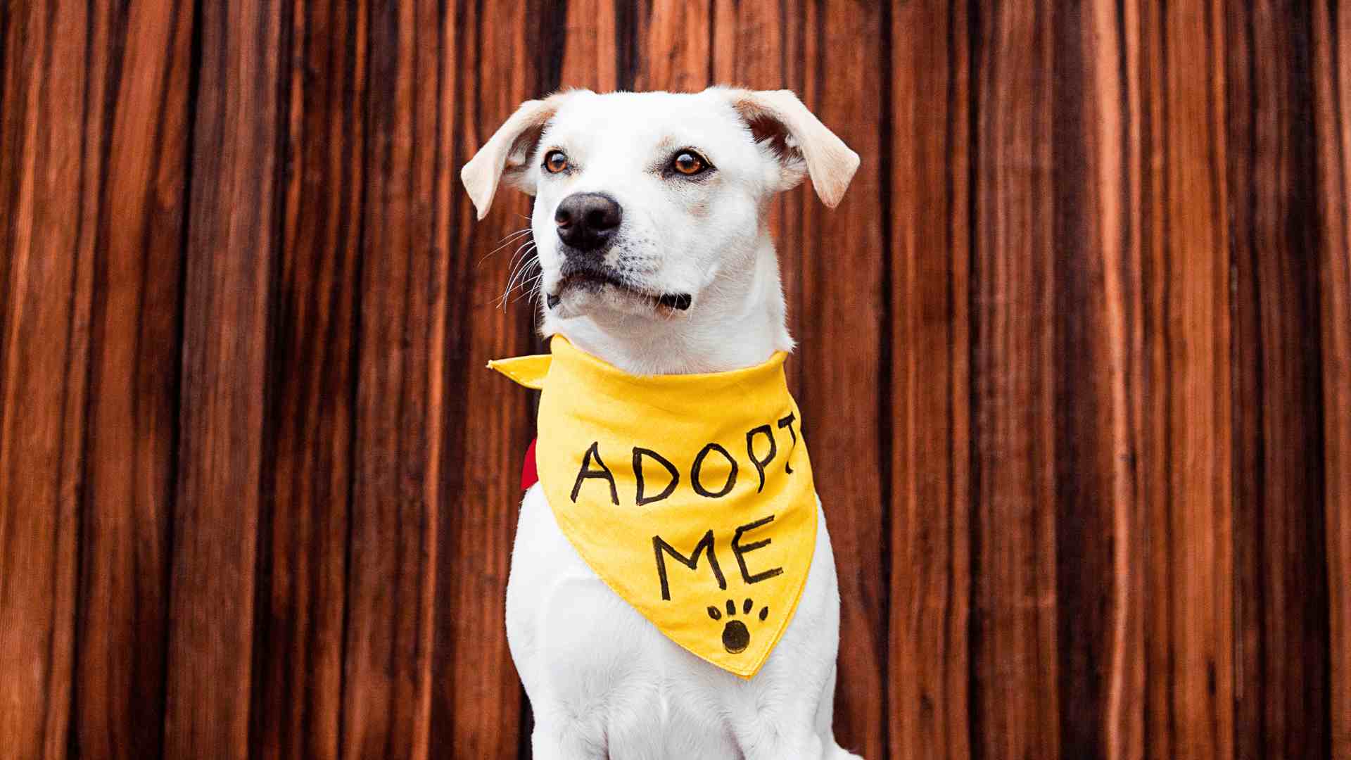a dog looking for adoption