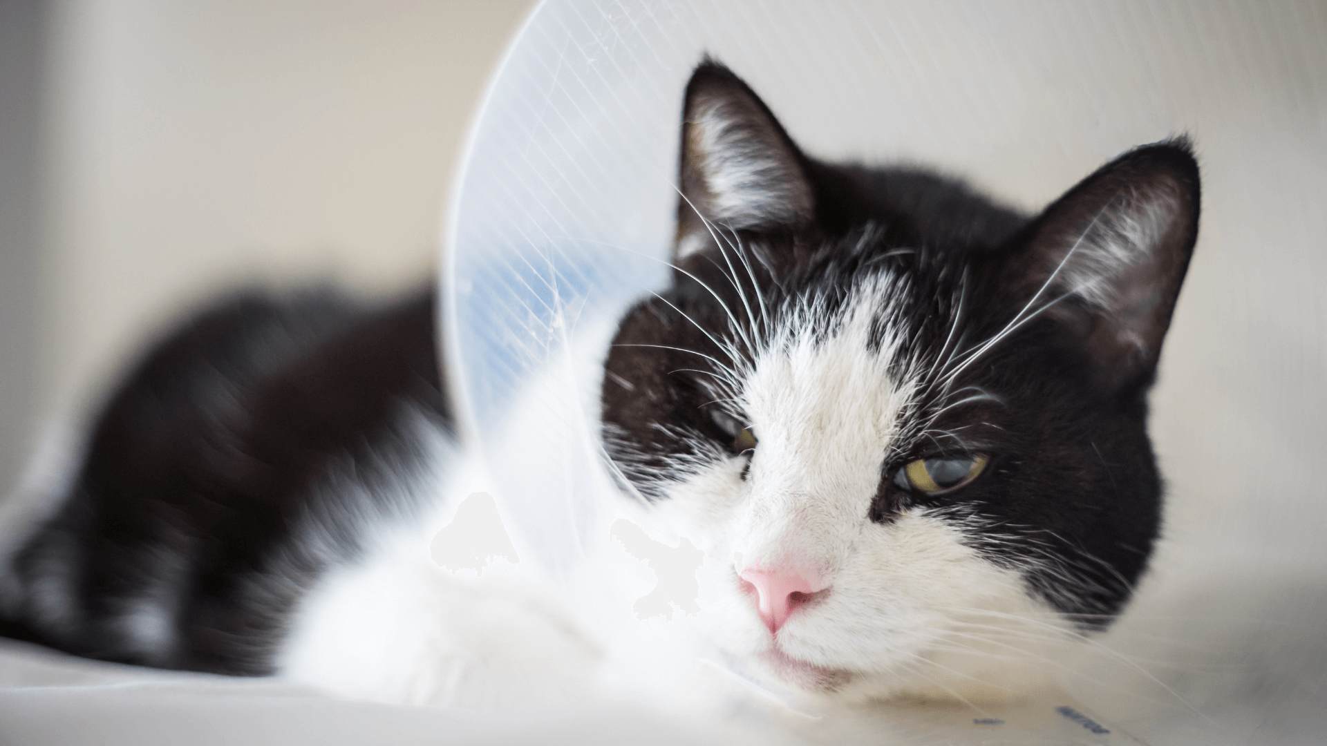 a cat wearing an elizabeth collar