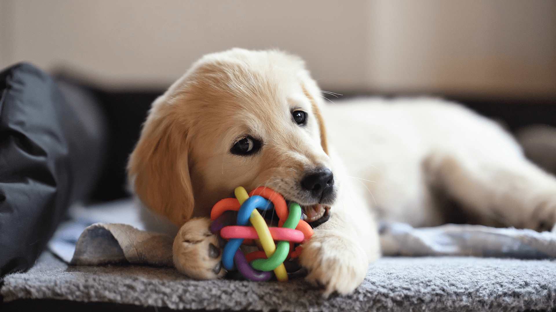a dog playing with its pet toy