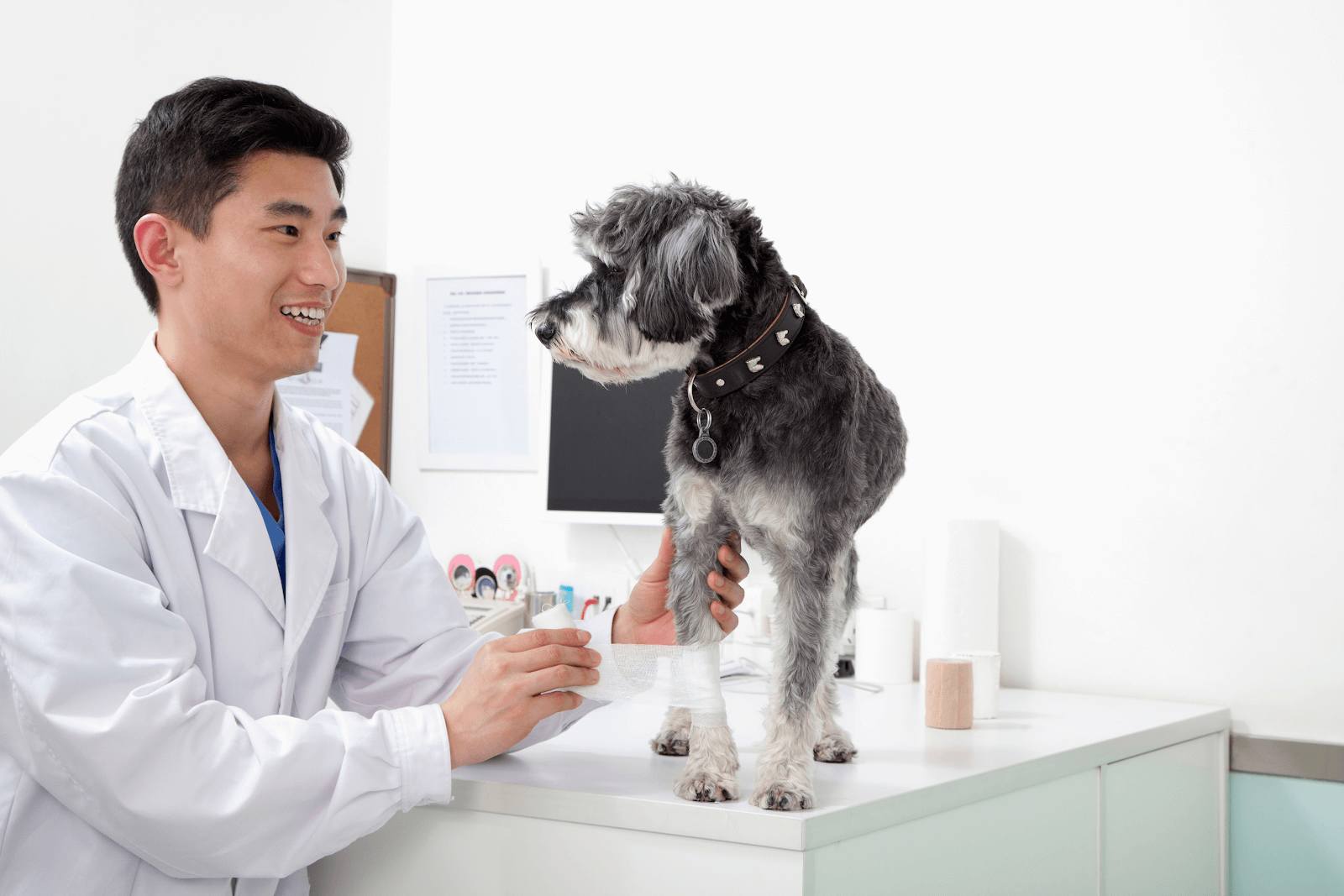 vet doctor treating an injured dog