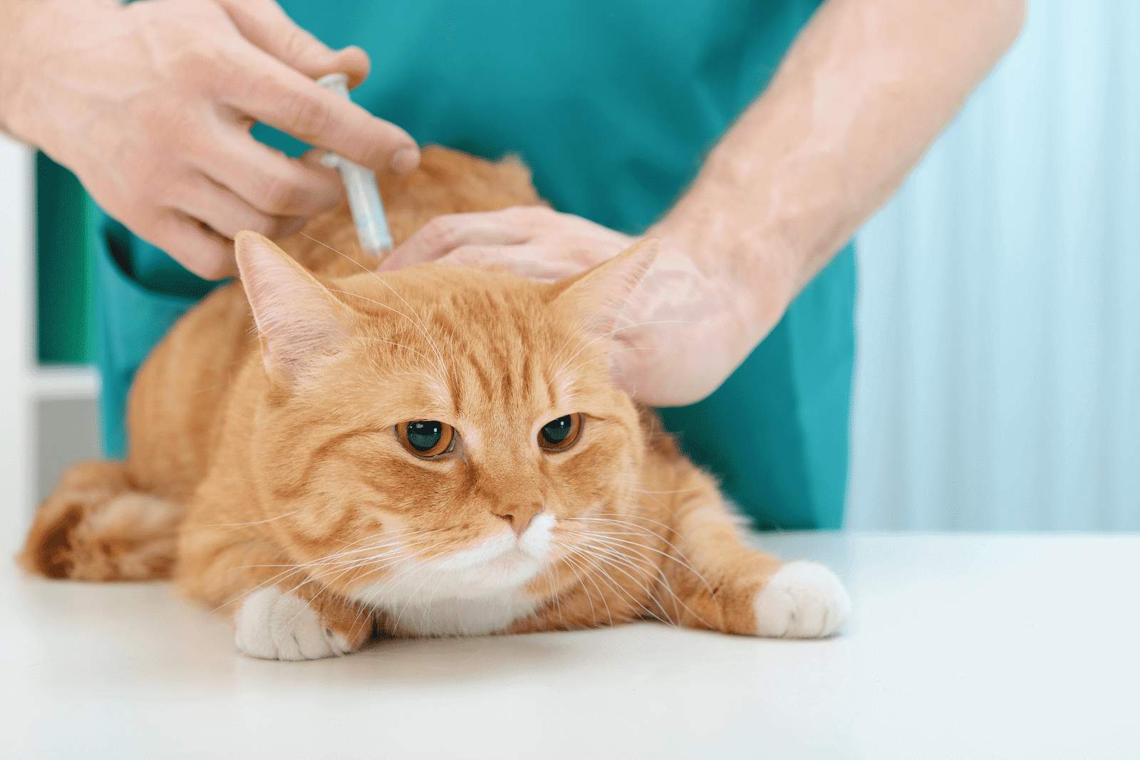 a cat getting vaccinated