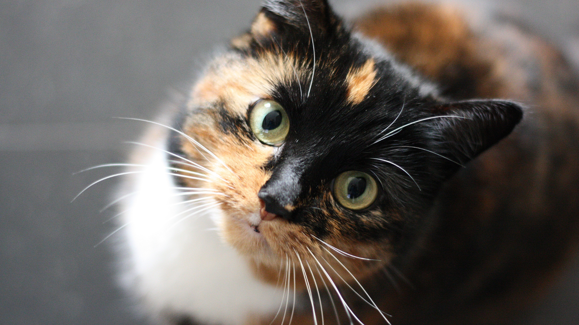 pet care information Malaysia