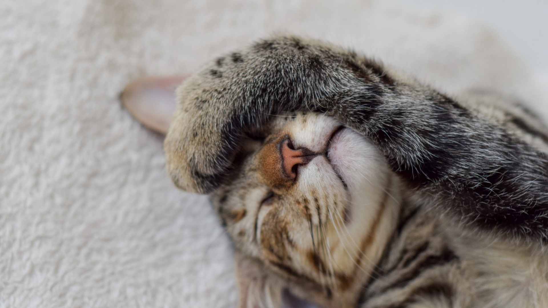 pet care information Malaysia