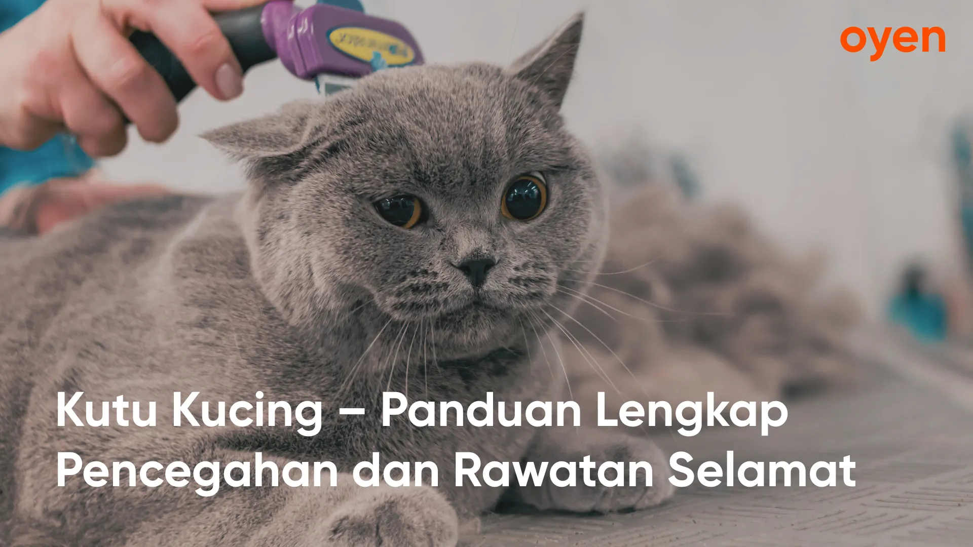 Oyen blog posts 